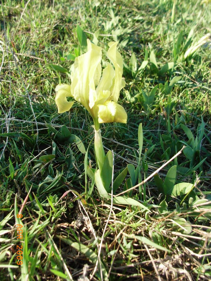 Iris pseudopumila